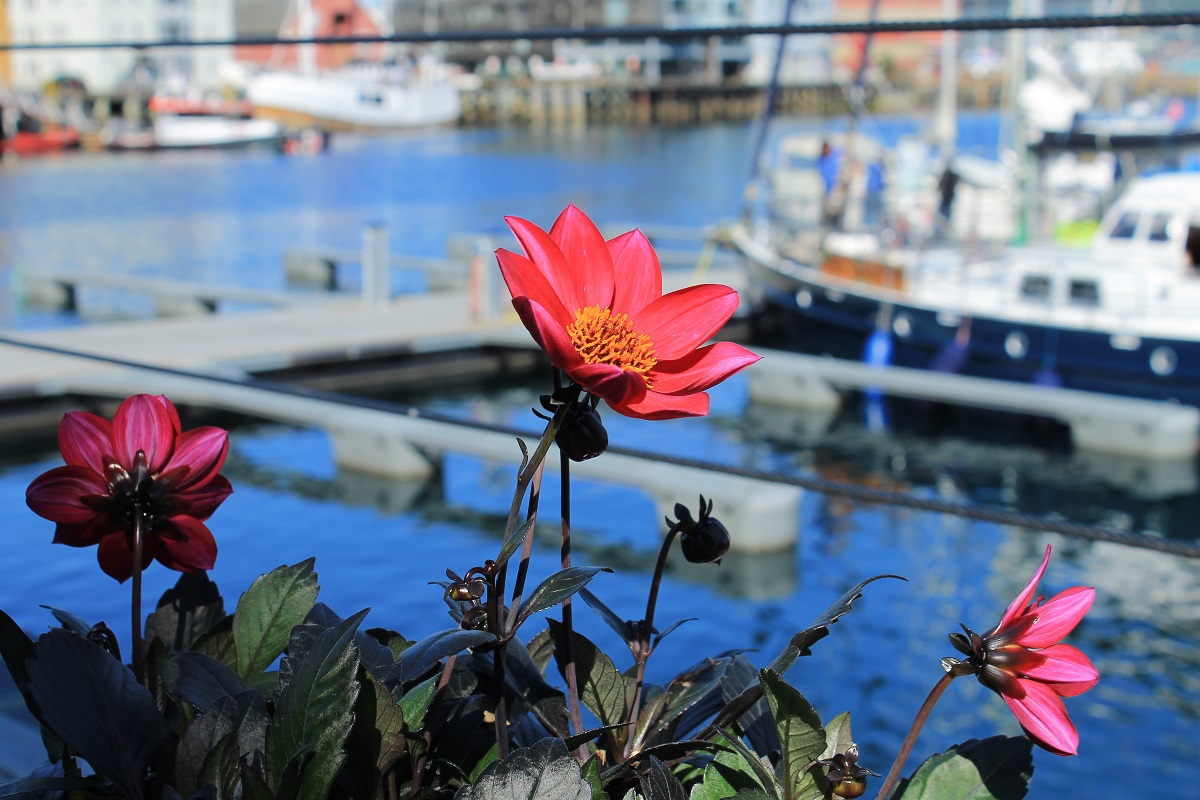 Flowers at the harbor